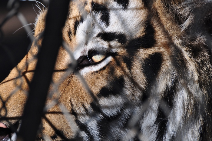 tiger